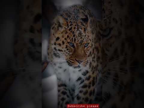 Fire of the jungle 🐆 #cheetah #jungle #animals #share #shorts #shortsvideo #fire #goviral #love