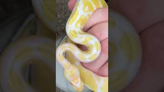 BABY BALL PYTHON UNBOXING!🐍 #shorts
