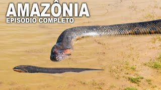 WILD AMAZON | Amazon Documentary | Wild Animals of the Amazon Rainforest | Amazon River