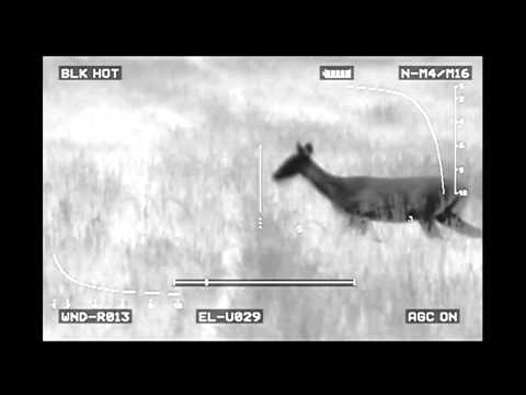 Insight EOtech PAS-13g LWTS Light Weapon Thermal Sight - Messing with deer