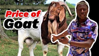 Cheap GOATs Available For Sale 2025