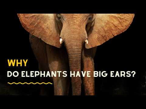 Curious Facts: Why Elephants Have Enormous Ears