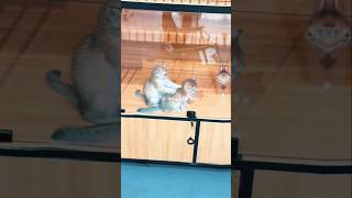 #catcontent #cat #funny