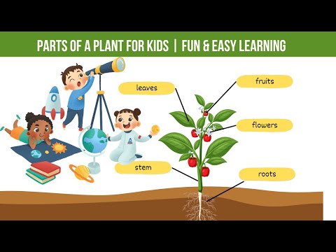 "Parts of a Plant for Kids | Fun & Easy Learning with Knowledge Amigo!"