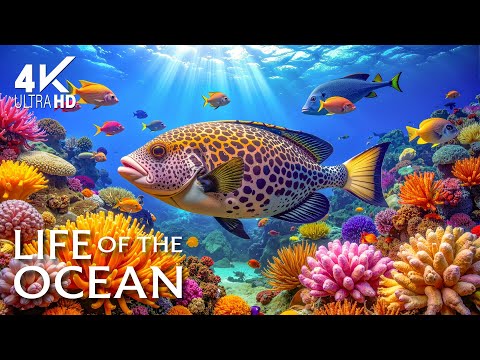 Underwater Serenity 4K | Gentle Piano Music & Deep Ocean Sounds for Relaxation and Sleep