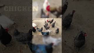 Animal Sounds games #funlearning #educationalfun #learning #animalnoise #kid #abc #alphabet #animals