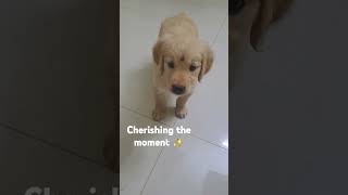 Memories...  #goldendays #puppyhood #goldenmoments