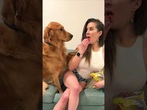 Every time… 🤦♀️ #goldenretriever #dogsofinstagram #dog