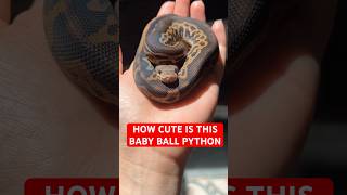 How CUTE is this baby Ball Python!?