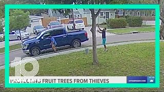 Thieves coming after your fruit trees? Here are some steps you can take