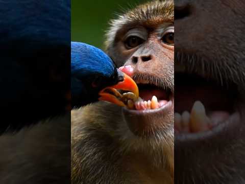 Nature’s teamwork at its finest 🐒🦜✨ #natureshorts #animals #birds