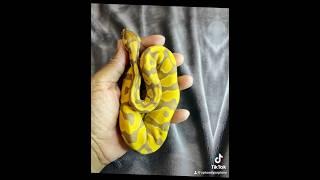#ballpython #teamultramel #reptiles #royalpython