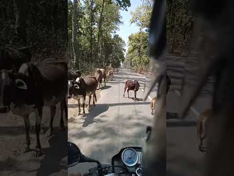 Power house (Lohia head to) Khatima