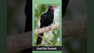 Asian koel bird Sound ❤️ (2)