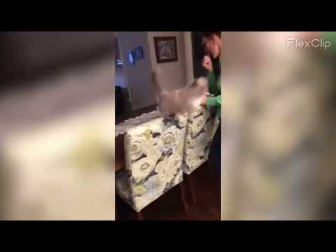 1 minute of goofy cat clips