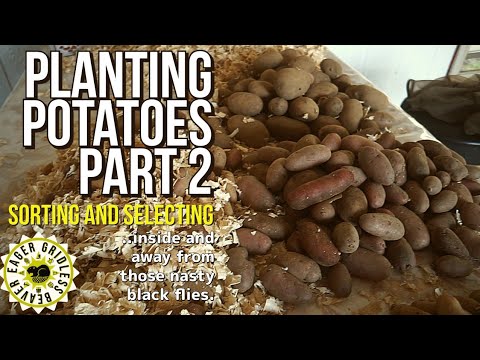 Off Grid Wilderness Garden Potato Planting Part 2: Sorting for Variety and Size for Planting