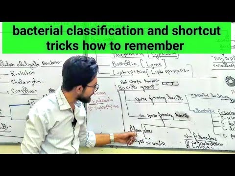 Bacterial Classification Of Medical Importance And Their Diseases