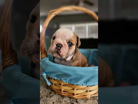 potatoe update #oldeenglishbulldog #oldeenglishbulldogge #puppiesforsale #puppiesofyoutube #puppy