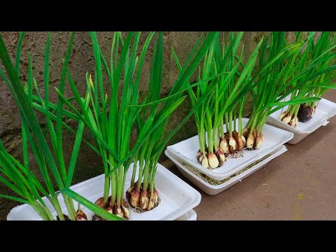 Grow your own lettuce at home very easily with this method