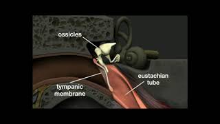 SCERT#CLASS10#BIOLOGY#WINDOWS OF KNOWLEDGE#STRUCTURE OF EAR#QR4