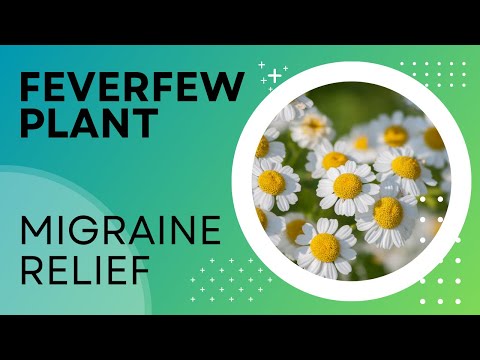 Feverfew Plant, Better than Meds for Getting Rid of Migraines?