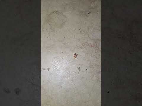 Mr. Spider tried to get me!!!