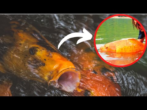 Never Release These Pets In The Wild