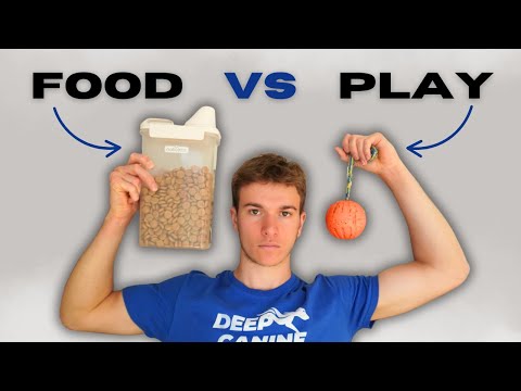 Food or Play? Which Drive to Use in Dog Training