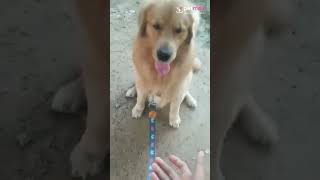 Helloo Hooman🐕#shorts #youtube #youtubeshorts #petmojo#dogtraining #petcare #dogtrainer