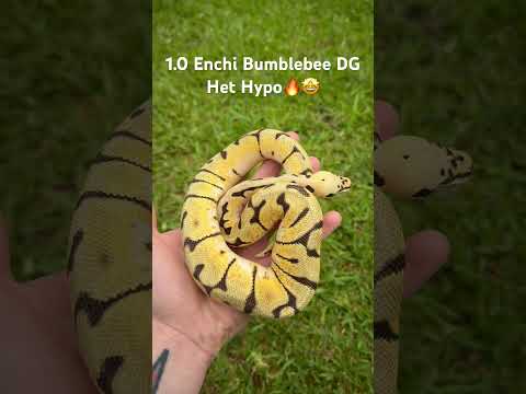This is guy available and ready to ✈️🫵#ballpythons #ballpythonmorphs
