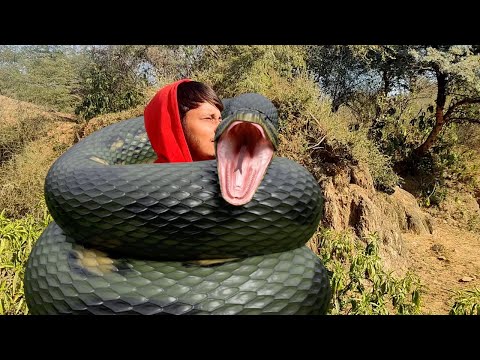 Anaconda Chase In Real Life🐍  | Compilation Video | #Snake #Anaconda