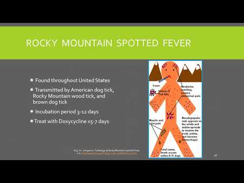 Ticks video