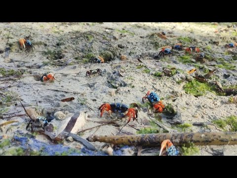 SALAWAKI OF THE DAY VLOG
