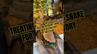 Making improvements, but we’ll keep treating! #molinarosnakelab #giantsnale #shorts #python #snakes