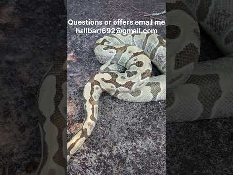 0.1 Enchi Desert Ghost Proven Breeder Ball Python 4 Sale | Music:Future Bass Musician:Michael OnLine