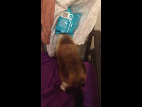 Cat get's head stuck in cat food bag