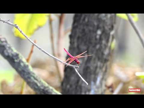 dragonfly