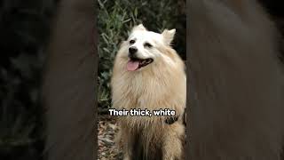 Japanese Spitz: A Complete Breed Guide #dog #pet #breeds