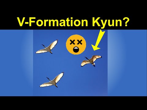 Why Birds Fly in V Shape? (urdu/hindi) |Why do Birds Fly in a V-formation?