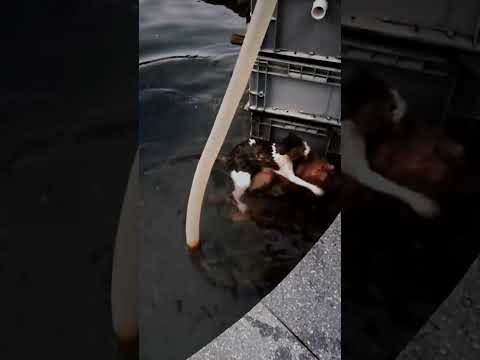 Dog Jumps In Water To Save Drowning Cat