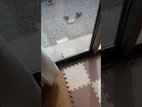 鳩たち