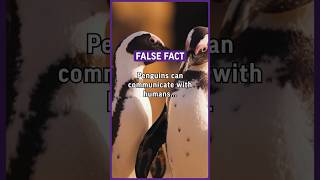 Penguins 🐧 can communicate with humans… #facts #psychology #quotes #false #falsefacts #funny