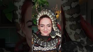 Ball python snake l #snake #shortvideo