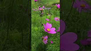 Surah Mumtahina #islamicstatus #motivation #ytthumbnail #ayatulkursi #viralvideo #quran#hdthumbnail