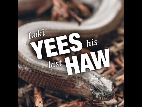 Episode 22 - Loki Yees His Last Haw