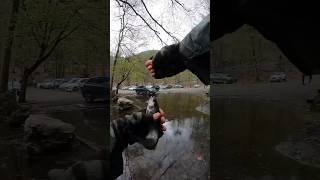 2025 Trout Season is Fast 🎣 🔥#trout #fishing #fishscript
