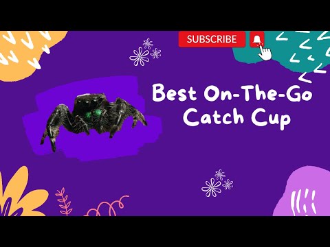 Best On-The-Go Catch Cup for Wild Jumping Spiders. Have THESE On Hand [Don't Leave Home w/o 'em]