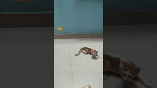 cat #cats #catshorts #kids#kidssong #tamilkidsvideo #tamilkidssong#funnyvideo#funnyanimals #பூனை