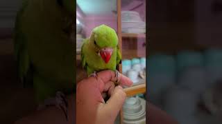 Talking Parrot