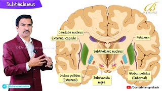 Subthalamus Anatomy 🧠  Structure, Function & Clinical Relevance | Basal Ganglia Integration